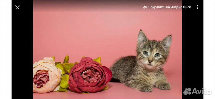 Кошка в дар бесплатно