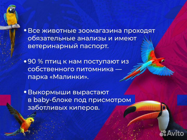 Черноплечий павлин