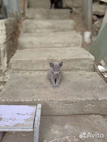 Собаки бесплатно в добрые руки щенки