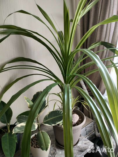 Пальма винтовая панданус