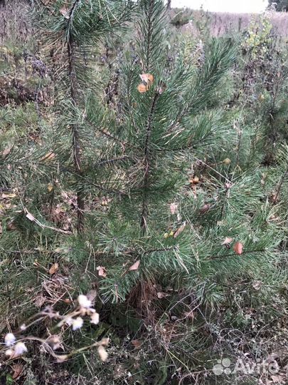 Саженцы сосны