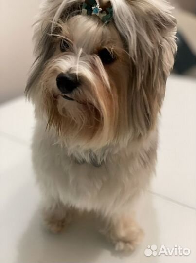 Вязка бивер йорк