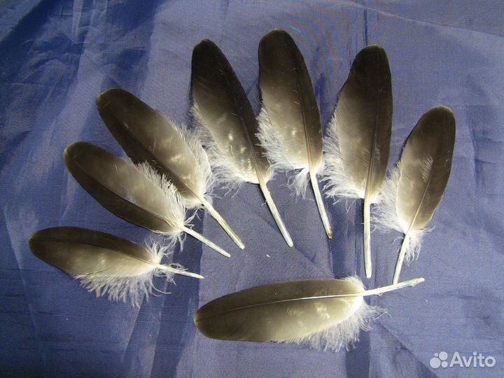 Перья орла для творчества