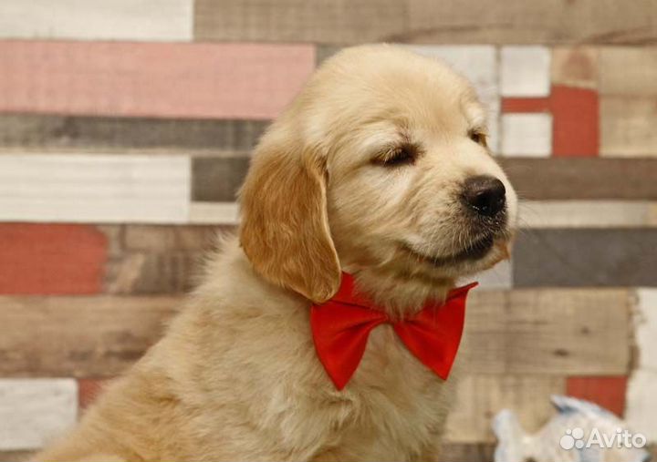 Щенки голден ретривера