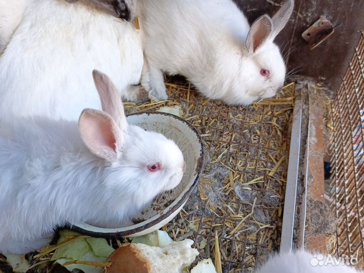 Крольчата Калифорния