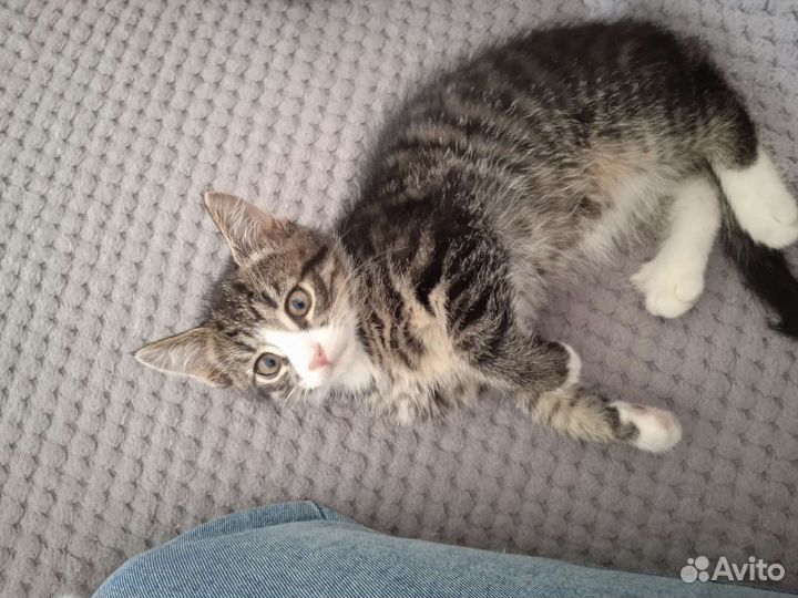 Котята мальчик и девочка 2 мес