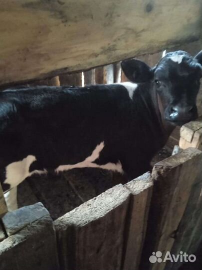 Телята телочки