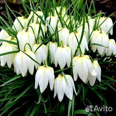 Луковицы рябчика