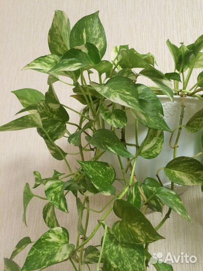 Сциндапсус - комнатная лиана