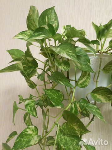 Сциндапсус - комнатная лиана