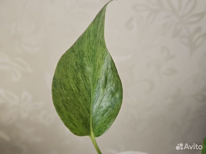 Сциндапсус эпипренум Marble Queen