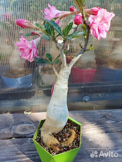 Адениум взрослый сортовой