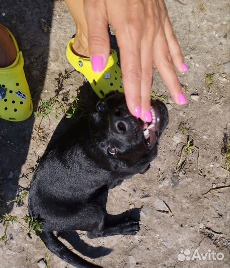 Маленькая собака в добрые руки