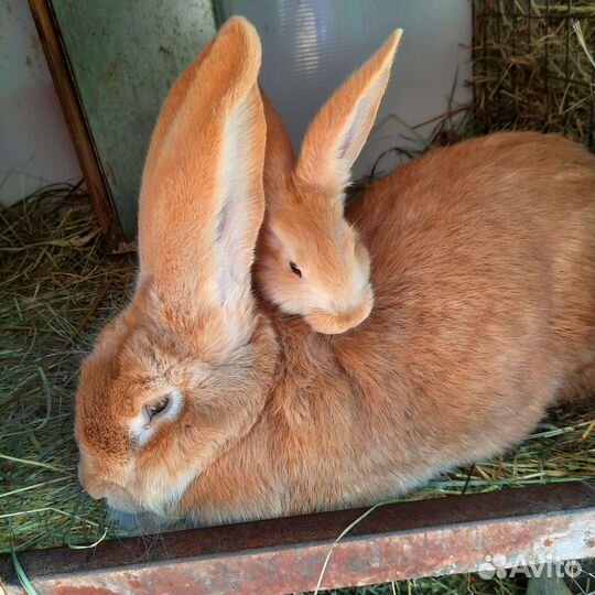 Кролики великаны