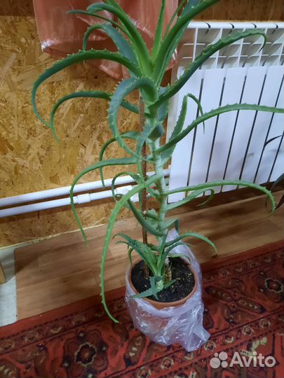 Алоэ столетник