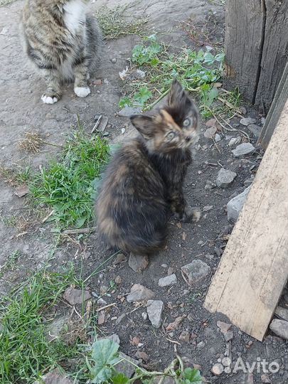 Котята в добрые руки 2 месяца