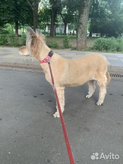 Отдам бесплатно