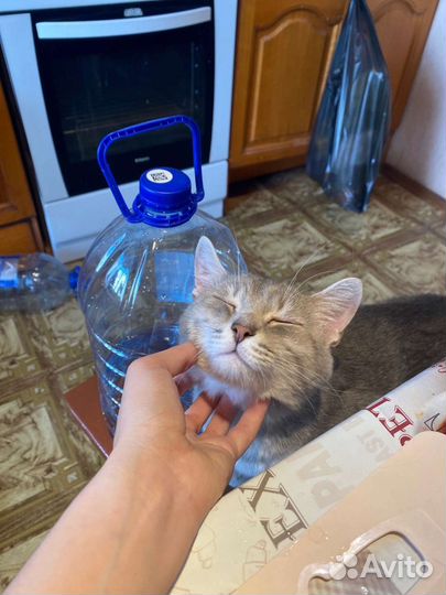 Кошка