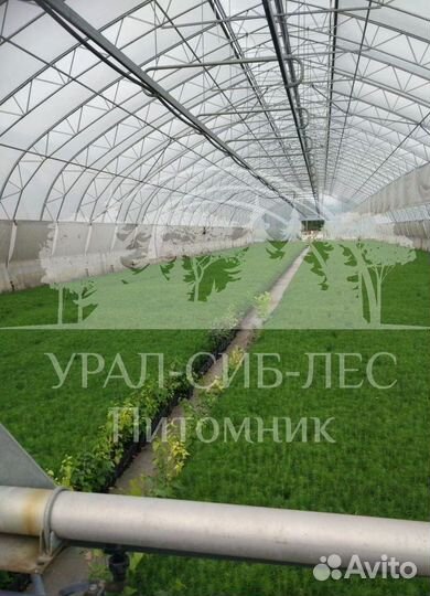 Предзаказ Голубая ель зкс сеянцы