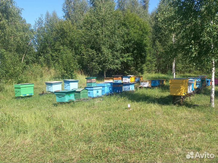 Улей с пчелами