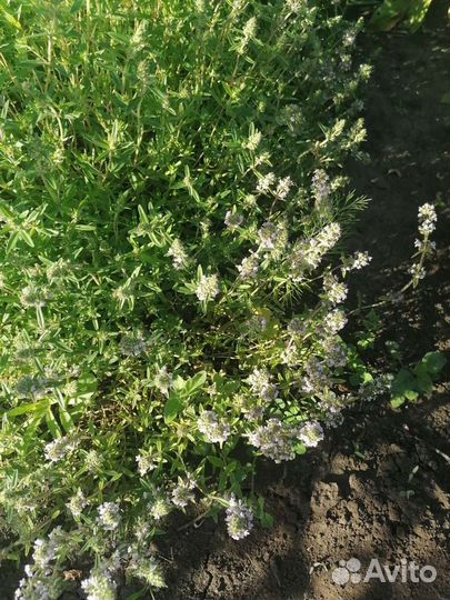 Лаванда душица, чабрец, мелисса