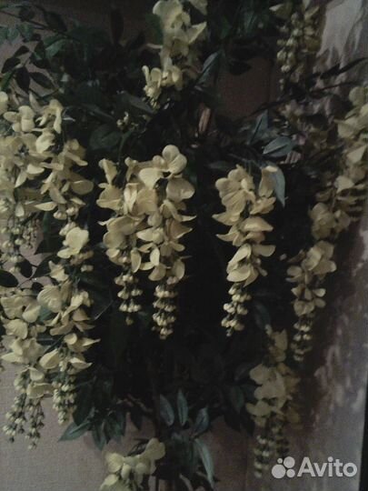 Продам цветы
