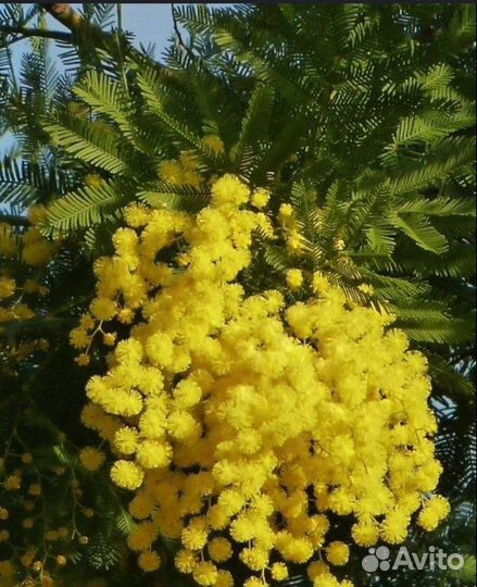 Мимоза Букет