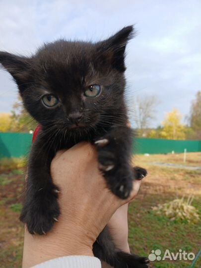 Отдаю котенка в добрые руки