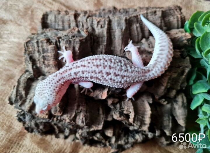 Эублефары. Цена на фото