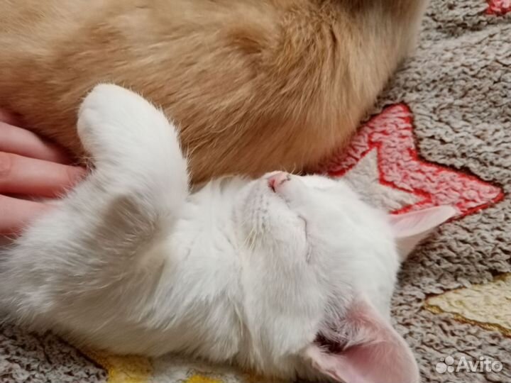 Котик в добрые руки