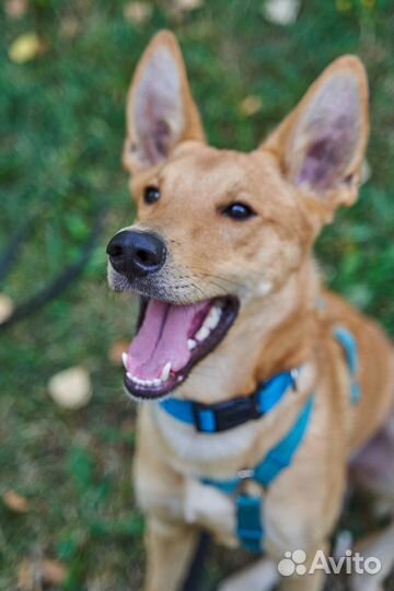 Собака в добрые руки