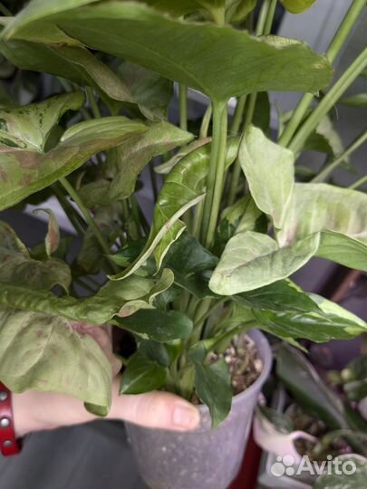 Сингониум в кашпо