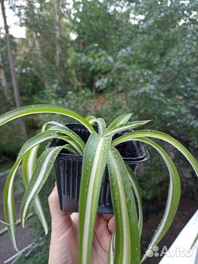 Хлорофитум кудрявый