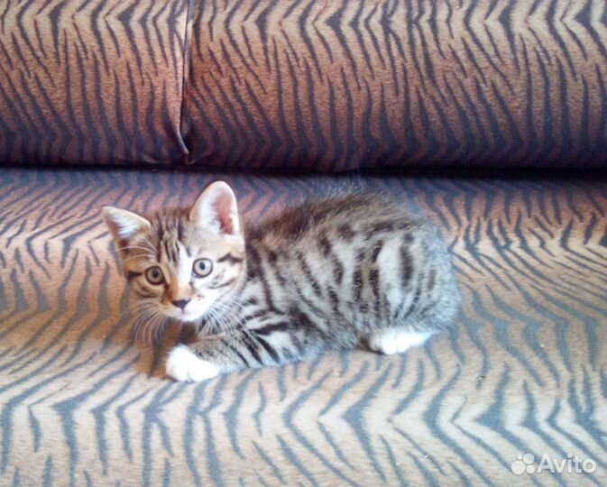 Кошка