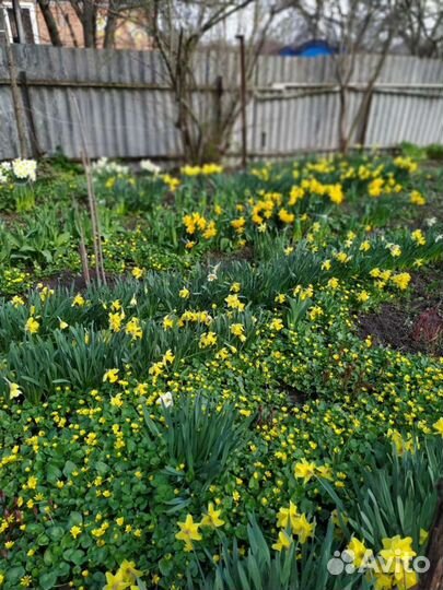 Луковицы нарциссов