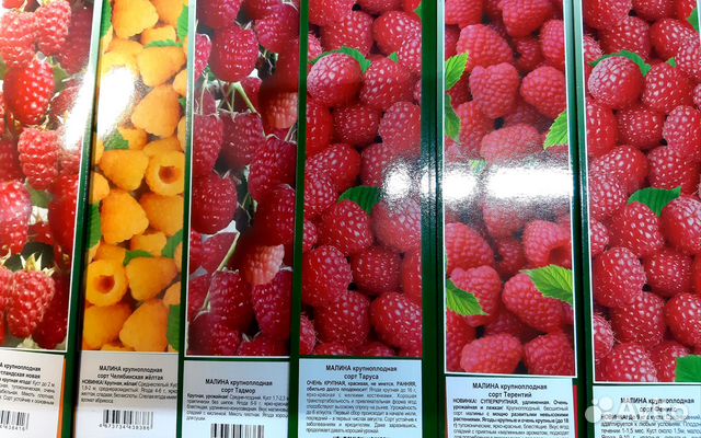 Саженцы малины купить в Новокузнецке | Товары для дома и дачи | Авито