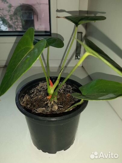 Антуриум(мужское счастье) зацветает