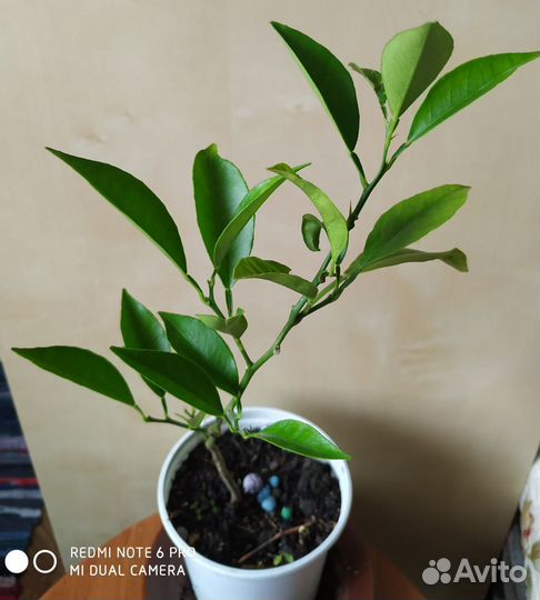 Комнатные растения