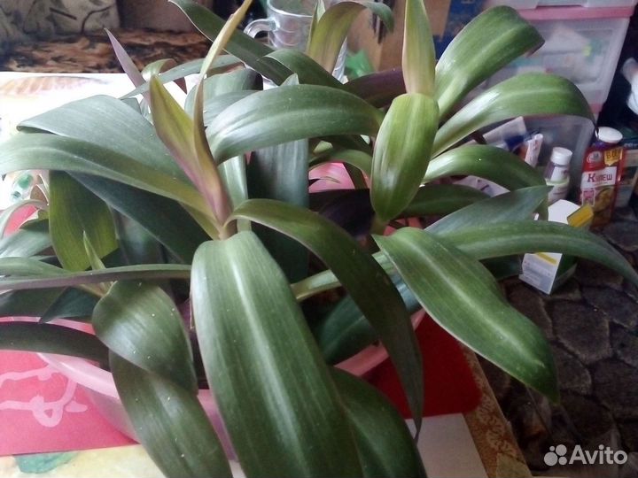 Традисканция