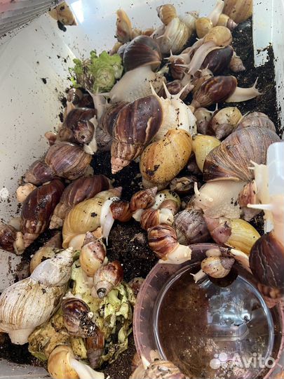 Улитки ахатины