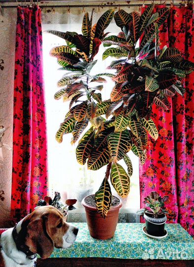 Фикус Кротон в горшке