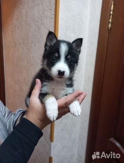 Щенки в добрые руки