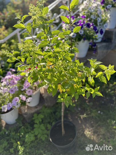 Штамб гортензии С10