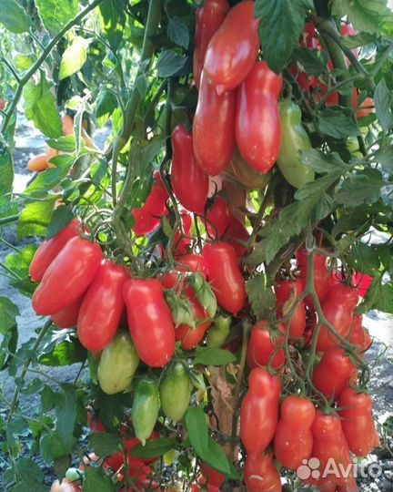 Семена сортовых томатов