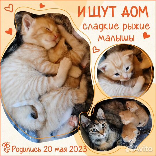Рыжие котята несут счастье в дом