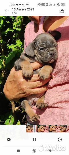 Мальчик голубой подпал породный, хороший