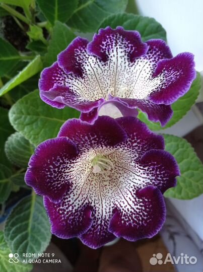 Глоксиния и фиалка (черенки)