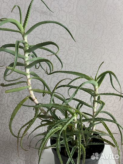 Алоэ 6 лет 80 см Взрослое