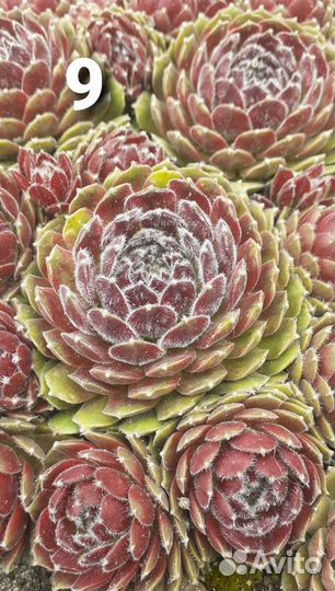 Молодило (каменная роза)