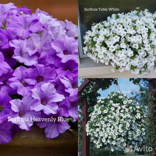 Вегетативная петуния